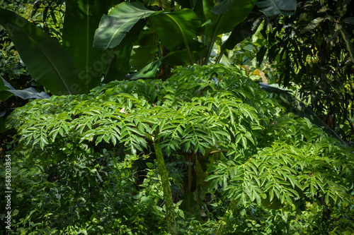 Natural View Wild Amorphophallus Paeoniifolius Or Suweg Plants Among Shrubs And Trees In The Fields On A Sunny Day photo