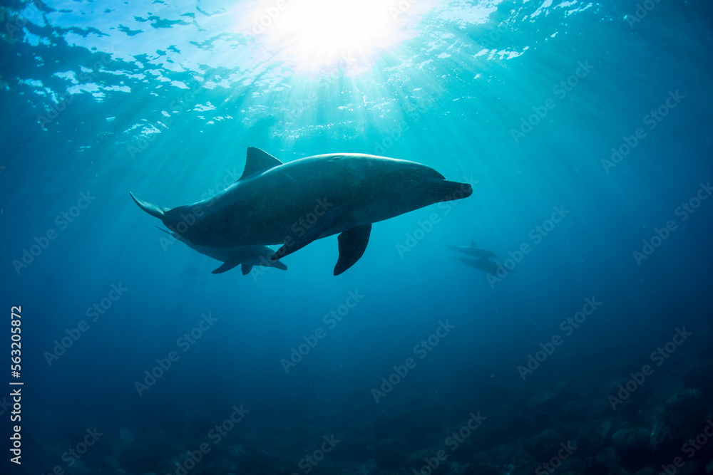 Fototapeta premium dolphins underwater