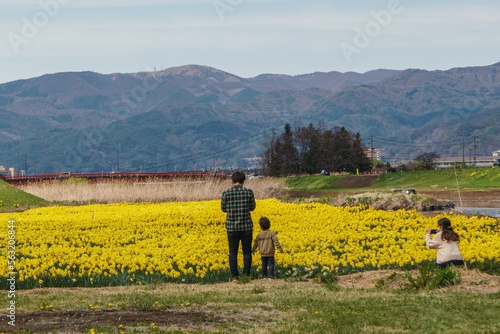 field of yellow daffodils by the river in Suwa  Nagano  Japan