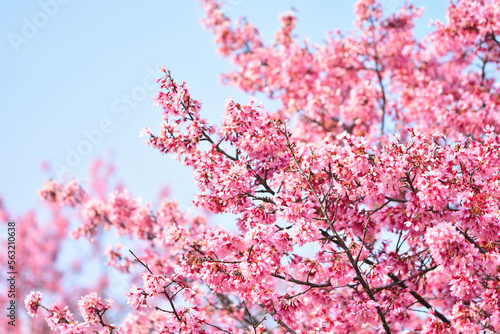 Cherry Blossom_2
