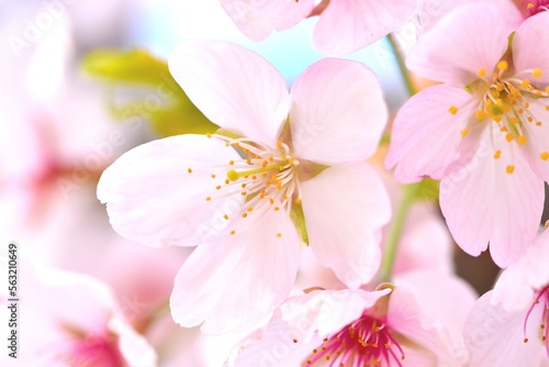 Cherry Blossom_1 © Kazuya Ogihara