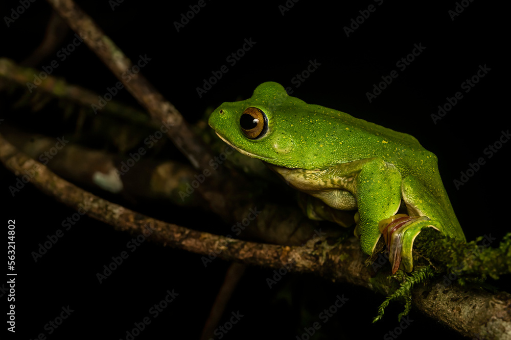 Obraz premium A Malabar gliding frog resting on a leaf inside Agumbe rain forest on a rainy evening