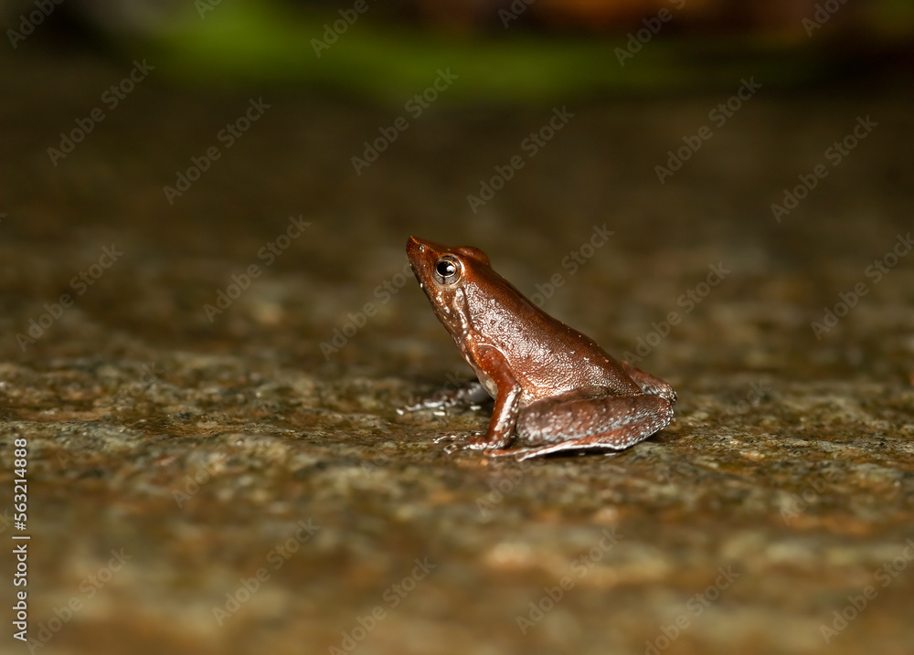 Naklejka premium A dancing frog resting on a rock on a rainy day inside Agumbe rain forest