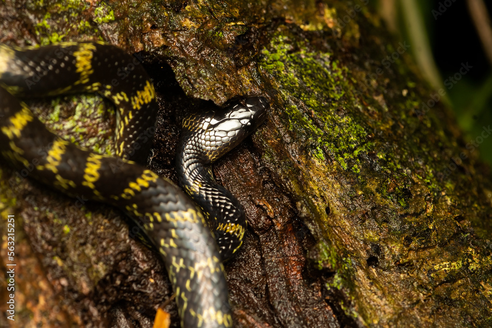 Obraz premium A Lycodon travancoricus aka travancore wolf snake resting on a branch inside Agumbe rain forest during a rainy evening