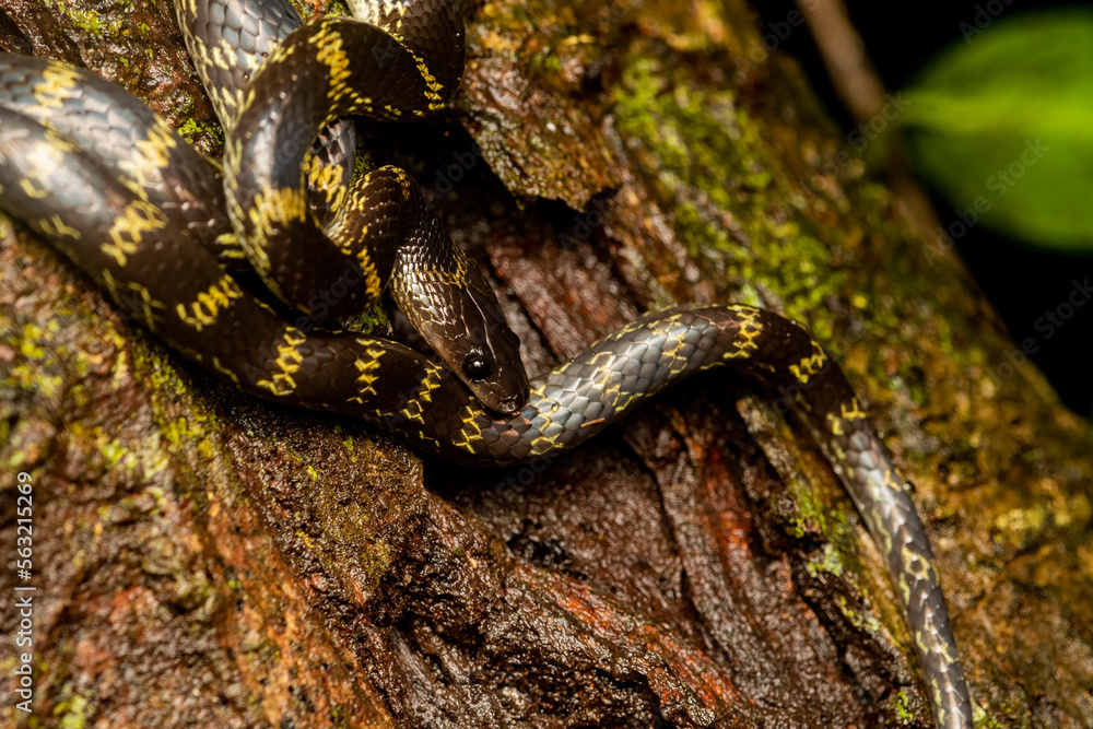 Naklejka premium A Lycodon travancoricus aka travancore wolf snake resting on a branch inside Agumbe rain forest during a rainy evening
