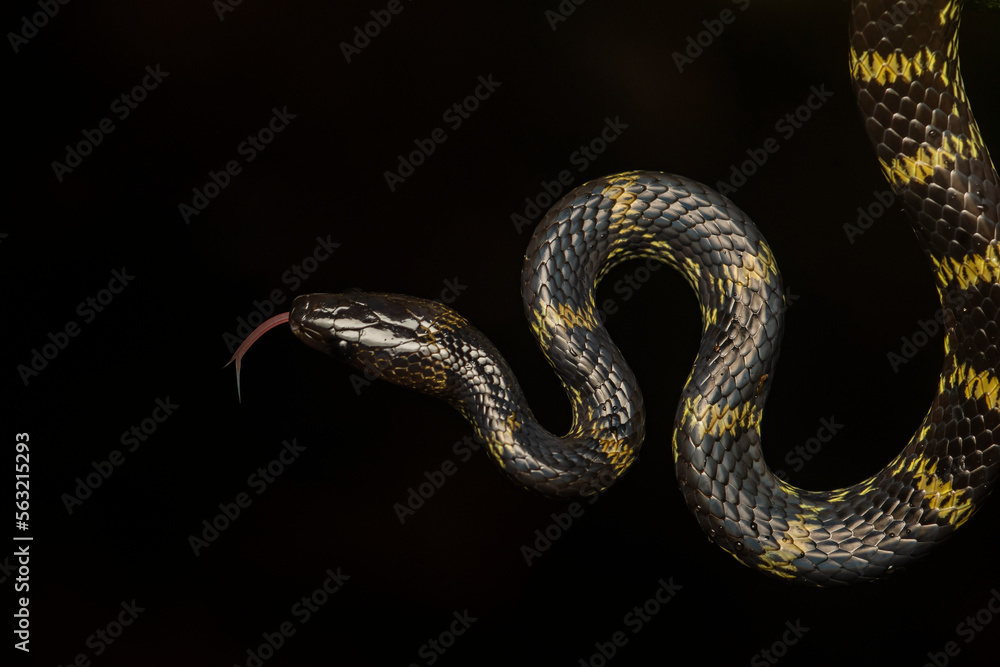 A Lycodon travancoricus aka travancore wolf snake resting on a branch inside Agumbe rain forest during a rainy evening A Lycodon travancoricus aka travancore wolf snake resting on a branch inside Agumbe rain forest during a rainy evening