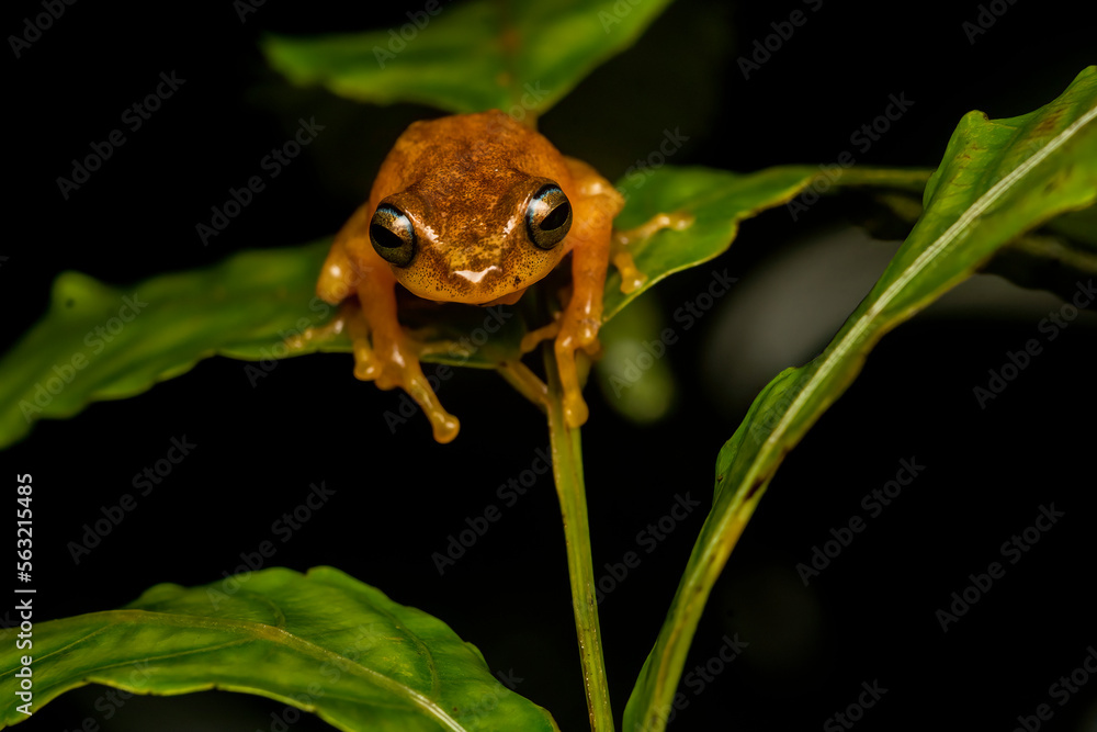 Obraz premium A blue-eyed bush frog resting on a tree branch inside Agumbe Rain forest on a rainy evening