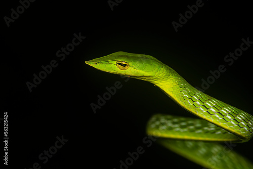 A green vine snake climbing a tree branch on a rainy night inside Agumbe rain forest