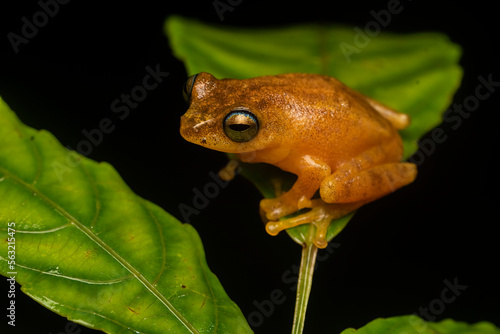 Quadro em tela A blue-eyed bush frog resting on a tree branch inside Agumbe Rain forest on a ra