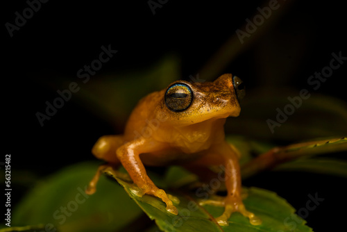 Принти на полотні A blue-eyed bush frog resting on a tree branch inside Agumbe Rain forest on a ra