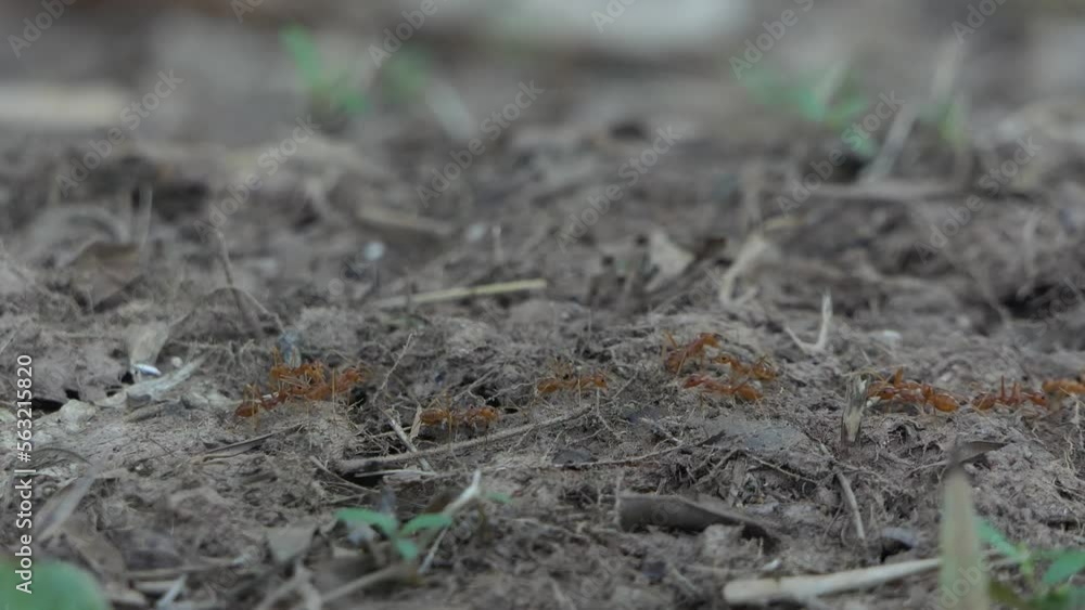 Red ant walking in the forest Red ant walking in the forest