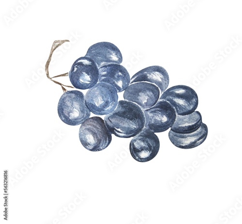 Konstfotografi Watercolor bunch of grapes on a white background