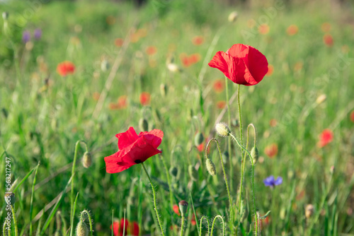 Open bud of red poppy flower in the field. Wild flower meadow with flowers poppies and cornflowers against in summer. wonderful sunny afternoon weather of mountainous countryside. blurred background