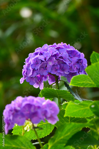 ≪縦長≫ 紫色のあじさい