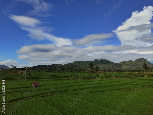 Beautiful view of green rice fields  clear blue sky and overcast. Beautiful background.