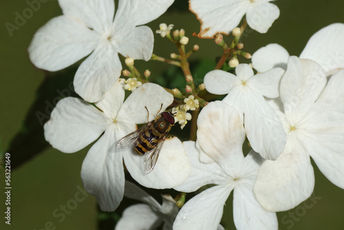 Close up hoverfly Syrphus family hoverflies (Syrphidae) on white flowers of Viburnum plicatum Watanabe - Japanese Snow Bush. Family Caprifoliaceae. Green background of a Dutch garden. photo