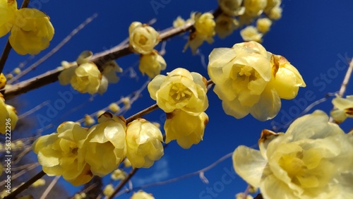 日本の栃木県・１月に咲いた蝋梅（ろうばい）
