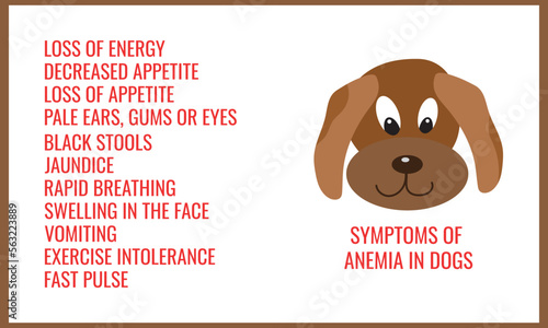 symptoms of anemia in dogs.  Vector illustration for medical journal or brochure. 