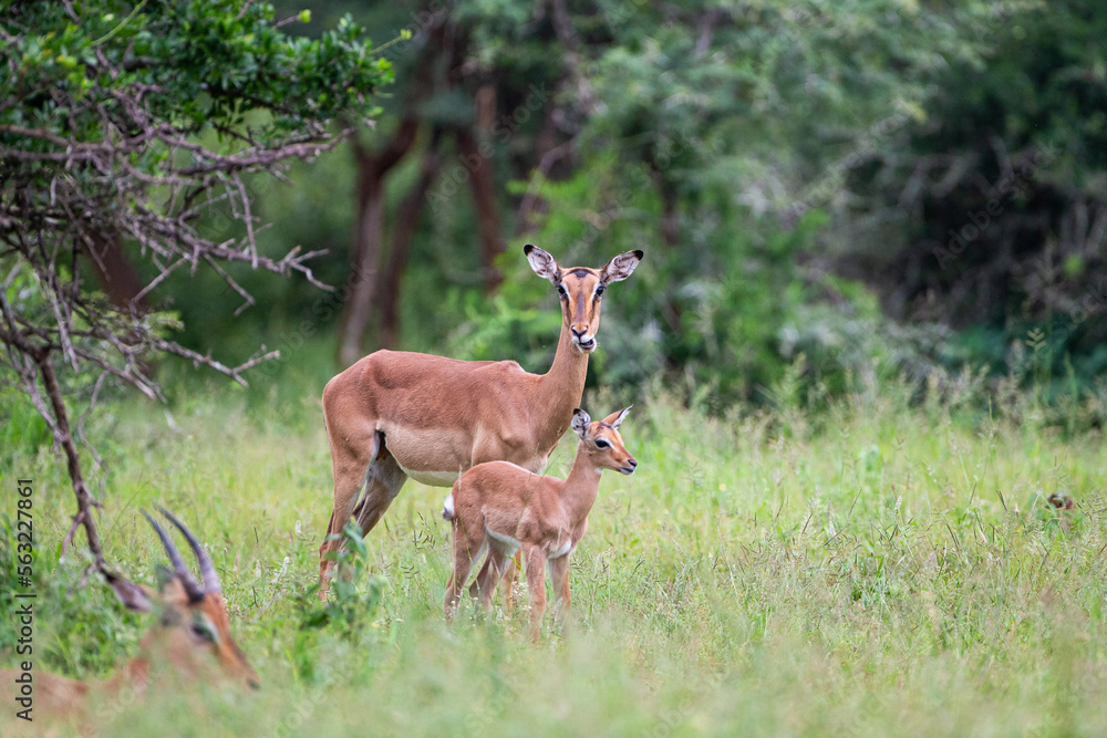 Fototapeta premium Impala herd in the green grass of the Kruger Park, South Africa