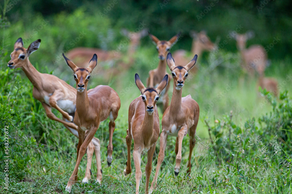 Impala herd in the green grass of the Kruger Park, South Africa Impala herd in the green grass of the Kruger Park, South Africa