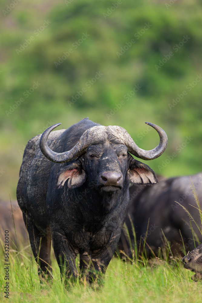 Fototapeta premium Herd of African Buffalo in the long green grass