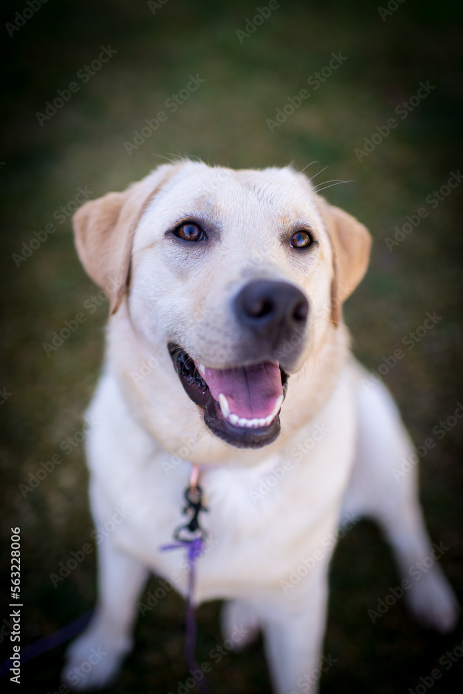 Yellow English Labrador Retriever puppy Yellow English Labrador Retriever puppy