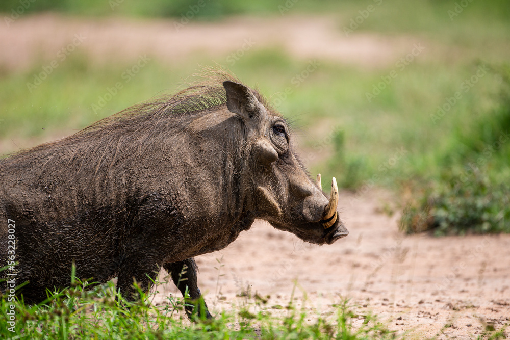 Africa Warthog walking through the green grass of the Hluhluwe-umfolozi National Park, South Africa Africa Warthog walking through the green grass of the Hluhluwe-umfolozi National Park, South Africa