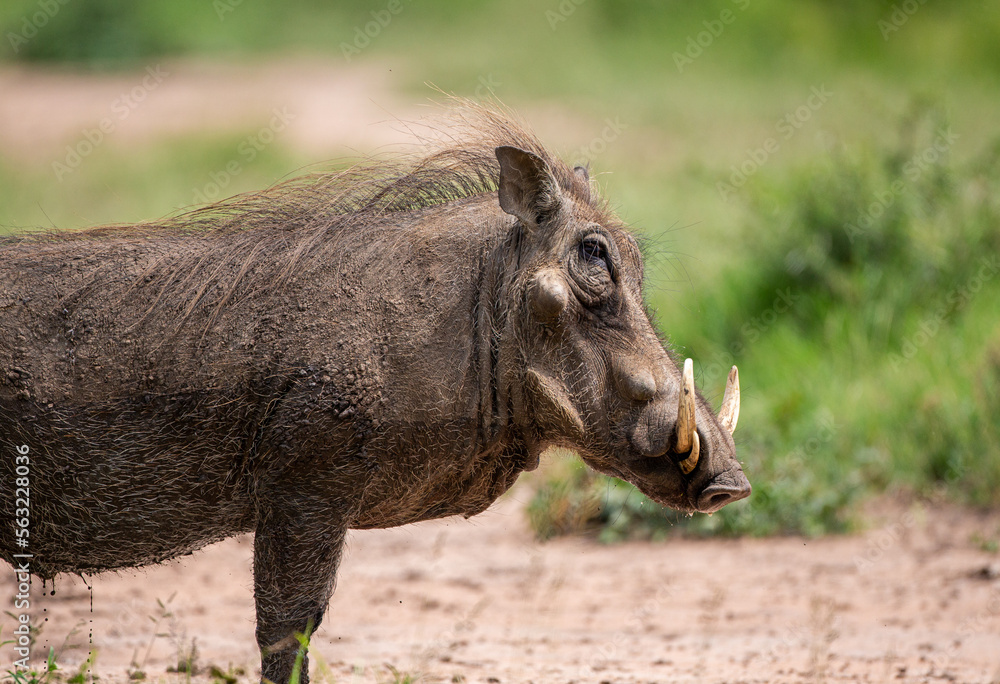 Africa Warthog walking through the green grass of the Hluhluwe-umfolozi National Park, South Africa Africa Warthog walking through the green grass of the Hluhluwe-umfolozi National Park, South Africa