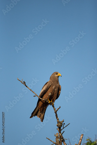 Yellow-billed Kite perched on an old branch in Southern Africa