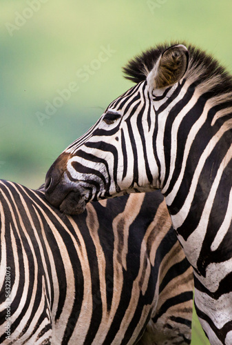 Fototapeta Naklejka Na Ścianę i Meble -  Burchell's Zebra heard in the green plains of Hluhluwe-umfolozi National Park South Africa