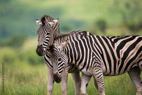 Burchell s Zebra heard in the green plains of Hluhluwe-umfolozi National Park South Africa