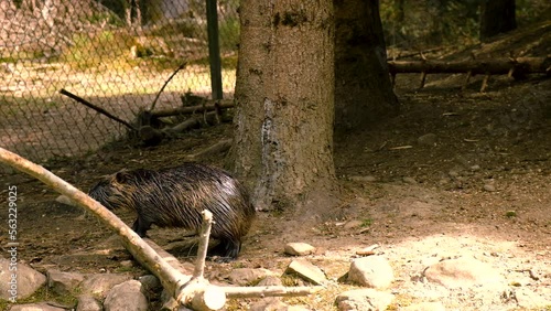 Nutria on the farm. Selective focus. photo