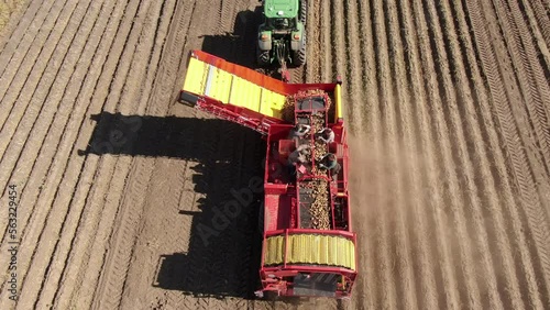 This stock video shows the mechanized harvesting of potatoes from agricultural fields. This video will decorate your projects related to agriculture, cultivation of agricultural crops, agronomy.