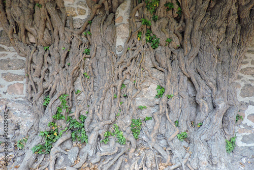 An evergreen common ivy climbing up a stone wall, old woody crooked stems photo