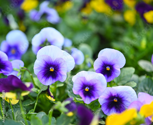 Close-up of colorful pansies Pansy planted viola folwer  as a flower in the garden