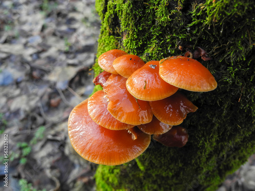 фотографія Mushroom flammulina velutipes (honey agaric) growing on a tree trunk, top view