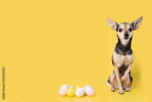 funny pet with easter eggs on yellow background, dog shops, veterinary clinics for animals © yta
