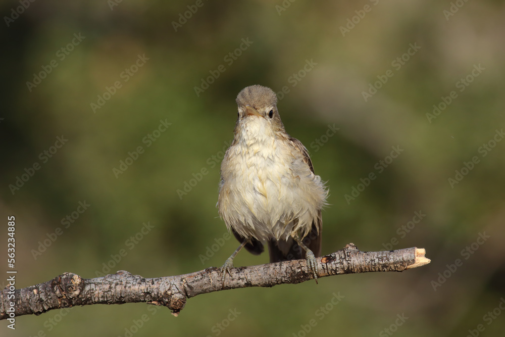 Fototapeta premium standing on branch Eastern Olivaceous Warbler