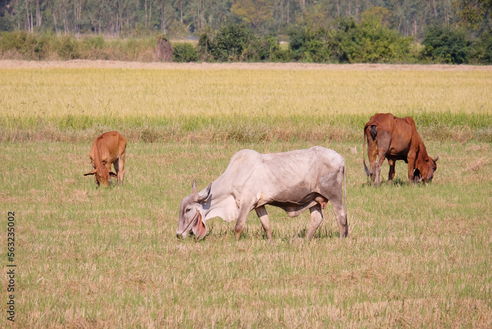 Cows are eating grass in the meadow. Cows are eating grass in the meadow.