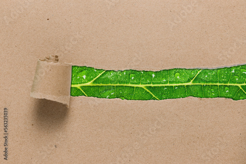 Rip recycle brown paper on green leaf texture background, Eco friendly and Sustainable development concept