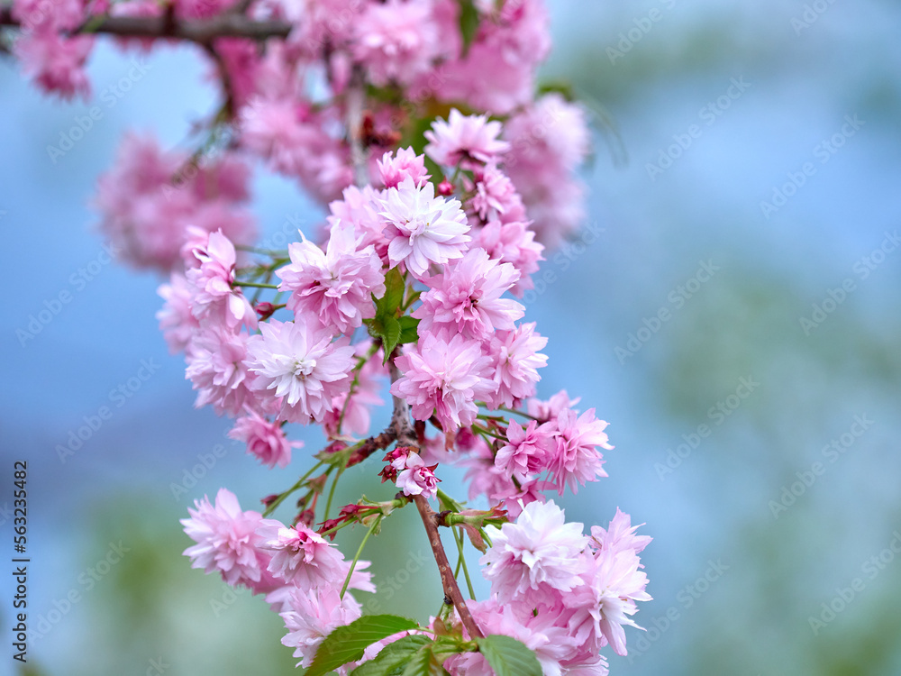 Sakura branch with the first spring flowers on a blurred background. Sakura branch with the first spring flowers on a blurred background.