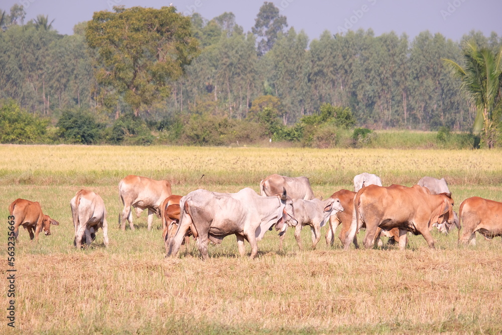 Fototapeta premium Herd of cows grazing in the field.