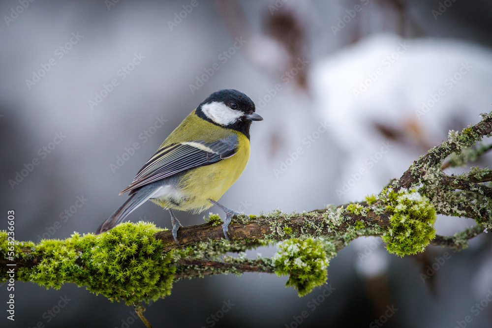 Great tit on a mossy branch Great tit on a mossy branch