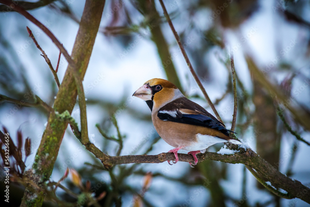 hawfinch portrait on the banch in nature hawfinch portrait on the banch in nature