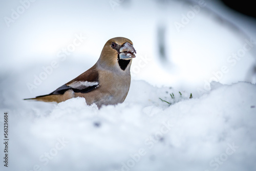 Fotografia hawfinch in snow in nature