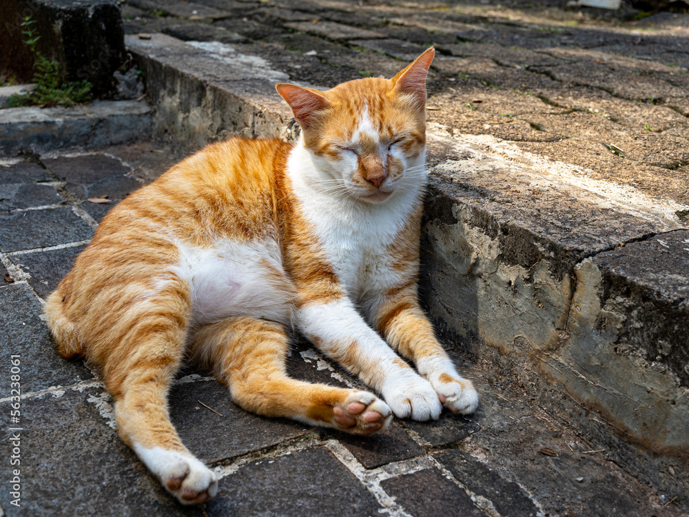 A Sleeping Cat with Orange and White Fur Leaning on a Stone Stair Step A Sleeping Cat with Orange and White Fur Leaning on a Stone Stair Step