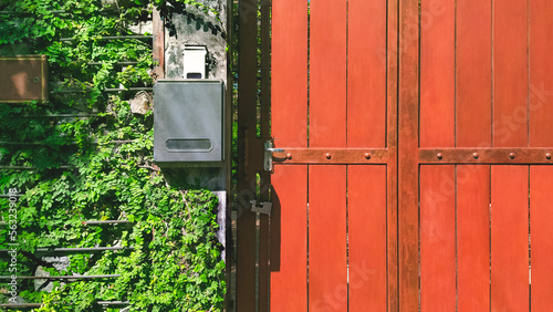 The old wooden gate door with mailbox and creeper plant on concrete wall of vintage house