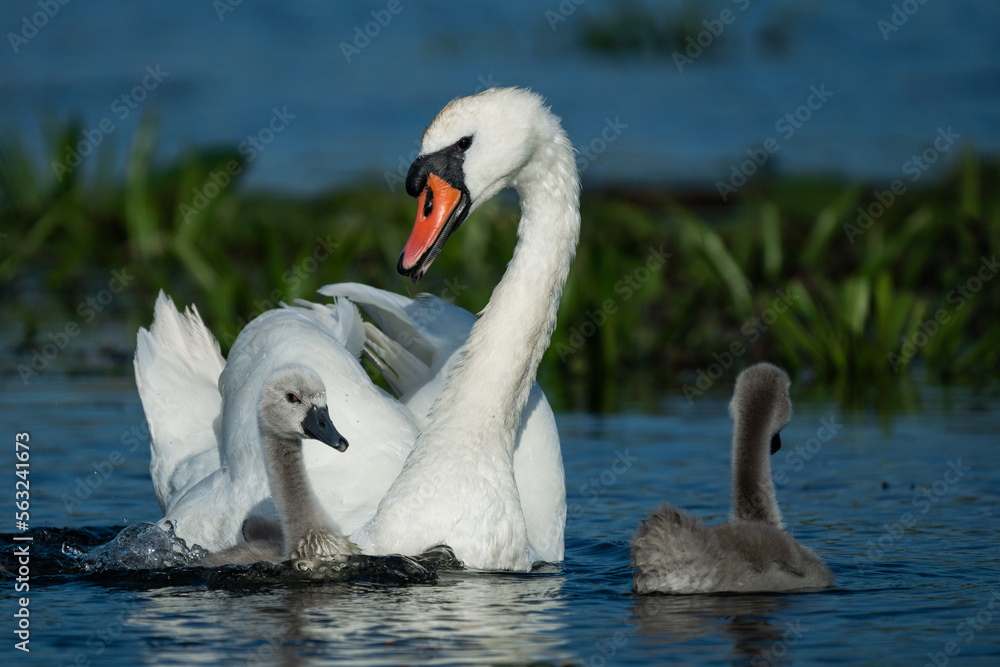 Fototapeta premium Swan family in Danube Delta Romania