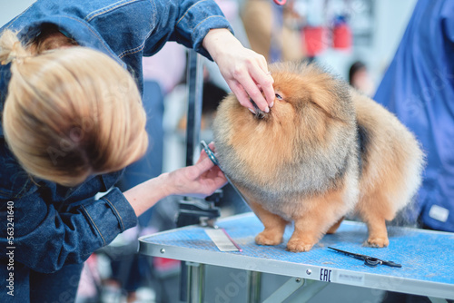 Dog Spitz Pomeranian on the grooming table in the pet salon