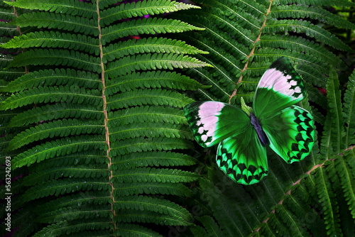 Photography natural green background